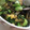 さおりん@料理特訓中's cooksnap of when they made なすと小松菜の生姜炒め.