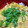 ちかﾁｬﾝ☆'s cooksnap of when they made 煮汁で豚肉の卵とじ.