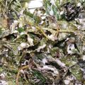 男の子4人のママもっち's cooksnap of when they made ＊簡単さくさく！天ぷら粉＊.