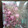 307号室's cooksnap of when they made 桜の花の塩漬け☆5.