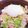 tekkokko☆'s cooksnap of when they made 【楽めし】ネギ豚丼.