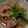 ヨシヨッシー's cooksnap of when they made 初心者でも簡単！豚肉のおろし煮.