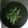 クックG5T5UZ☆'s cooksnap of when they made 山うどのきんぴら.