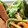 DORA＊DORA's cooksnap of when they made スナップエンドウのたらこマヨ和え.