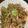 ちゃぎー's cooksnap of when they made ねぎ塩焼そば.
