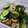 ちかぴょん's cooksnap of when they made キュウリとちくわのサラダ.