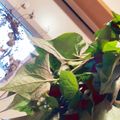 ふぁんころ's cooksnap of when they made ドクダミ茶.