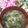 ゆるмαмα's cooksnap of when they made 水菜と新玉ねぎと豚肉のほっこりお味噌汁.