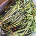 お山のエイ's cooksnap of when they made 私流～♪春の山菜わらびのあく抜きと保存.