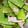 クックLVUIJQ☆'s cooksnap of when they made 絹さやとソーセージのコンソメ炒め.