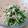 ♡こもれび♡'s cooksnap of when they made 【簡単★副菜】豆苗とツナのおひたし.