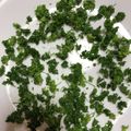 mantacarp's cooksnap of when they made パセリを保存する。.