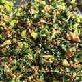 すけひと's cooksnap of when they made 大根の葉ふりかけ.