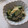 きらり流れ星's cooksnap of when they made 簡単！失敗しない胡瓜の甘酢生姜和え.