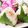 ゆるмαмα's cooksnap of when they made 簡単！大葉のおにぎり☆.
