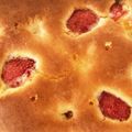 まあこぱんだ's cooksnap of when they made きほんの米粉パウンドケーキ.