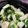 tomchim's cooksnap of when they made とっても簡単！無限きゅうり.