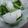 クックCP681N☆'s cooksnap of when they made 簡単！　揉むだけ　カブの浅漬け.