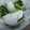 クックCP681N☆'s cooksnap of when they made 簡単！　揉むだけ　カブの浅漬け.