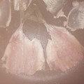 kyokoha's cooksnap of when they made アジフライ用 きれいなあじの開き方.
