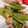 クックS5N2AF☆'s cooksnap of when they made さやえんどうの懐かし肉野菜炒め.