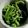 クックBYULVP☆'s cooksnap of when they made さっぱり☆生ピーマンのナムル.