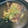 もんレシピ's cooksnap of when they made かれいの煮付け.