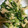 ちゃぎー's cooksnap of when they made 蕪のつまみ菜と油揚げの煮物.