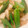 もんダック's cooksnap of when they made 簡単！オクラと玉ねぎの生姜炒め.