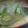あゆたっくん's cooksnap of when they made 旨味たっぷり◎しいたけとたまねぎのみそ汁.