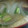 あゆたっくん's cooksnap of when they made 旨味たっぷり◎しいたけとたまねぎのみそ汁.