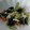 coccus's cooksnap of when they made 小松菜とささみの和え物 PFCメニュー.