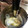 pegupepepe's cooksnap of when they made 炊飯器deコンフィのしっとり蒸し鶏.