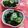 赤い電話's cooksnap of when they made きゅうりとわかめの酢の物.