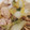 akiyuママ's cooksnap of when they made むね肉と白菜のあっさり煮.