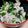 ⭐ぁぃ⭐'s cooksnap of when they made 10分で簡単！豚こま肉のレモンねぎ塩豚丼.