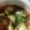 ameうめ's cooksnap of when they made 黄金比率◎簡単肉じゃが.