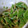 akely's cooksnap of when they made 【簡単】スナップエンドウのマヨごま和え.