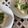 ヌーシ's cooksnap of when they made じゃこゴマ大葉のせ♬お酢入りお出汁の素麺.