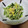 ターちゃんママ's cooksnap of when they made きゅうりのツナ和え.