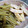 ひっこ's cooksnap of when they made ふきと油揚げの煮物♪意外に簡単！.