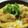 ｸﾏﾘｴ's cooksnap of when they made 簡単・新玉ねぎ入り、かき揚げ玉子丼！.