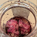 まみたん先生's cooksnap of when they made ＊簡単！大根のゆかり甘酢漬け＊.