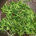 ☆ぉりん☆'s cooksnap of when they made 超簡単〜豆苗ゴマ油炒め.