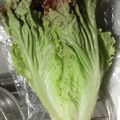 おくみの's cooksnap of when they made ☆改☆サニーレタスの保存方法.