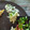 melmarilyn's cooksnap of when they made 簡単♡大葉だけ！かきあげ風てんぷら.