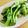 pali's cooksnap of when they made めちゃうまっ！簡単炒め青梗菜.