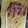 mantacarp's cooksnap of when they made スルスル気持ちいい☆ささみの筋の取り方♪.