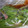 そらとだいち's cooksnap of when they made みずのお浸し.