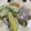 クック7SEFQR☆'s cooksnap of when they made 簡単♪たらのクリーム煮（生クリーム不要）.
